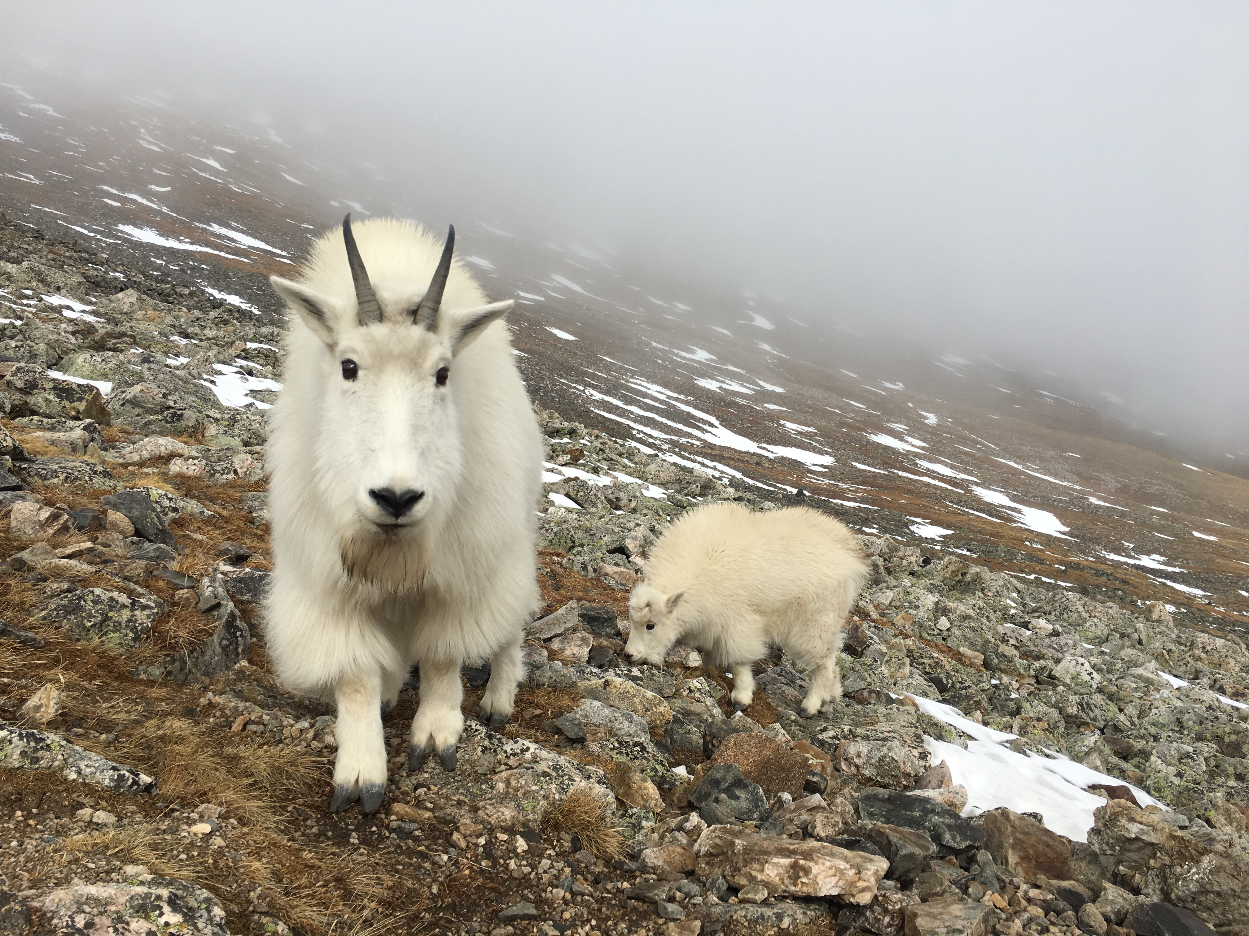 Mountain Goat Running